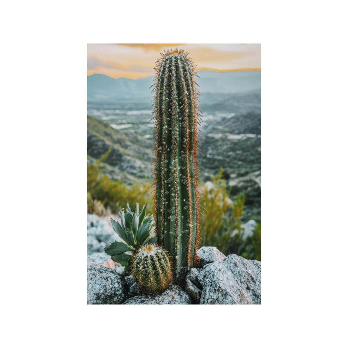 Stampa su tela laccata c/cornice cactus -a- cm 60x4x90<br>