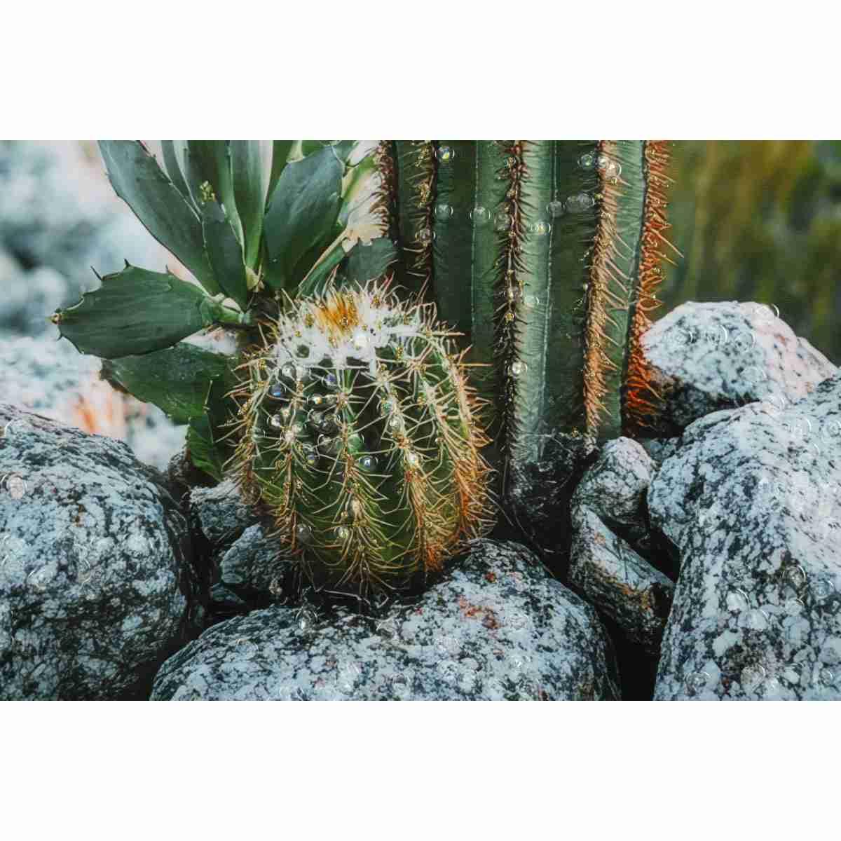 Stampa su tela laccata c/cornice cactus -a- cm 60x4x90<br>