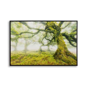 Stampa su tela laccata c/cornice foresta cm 90x4x60