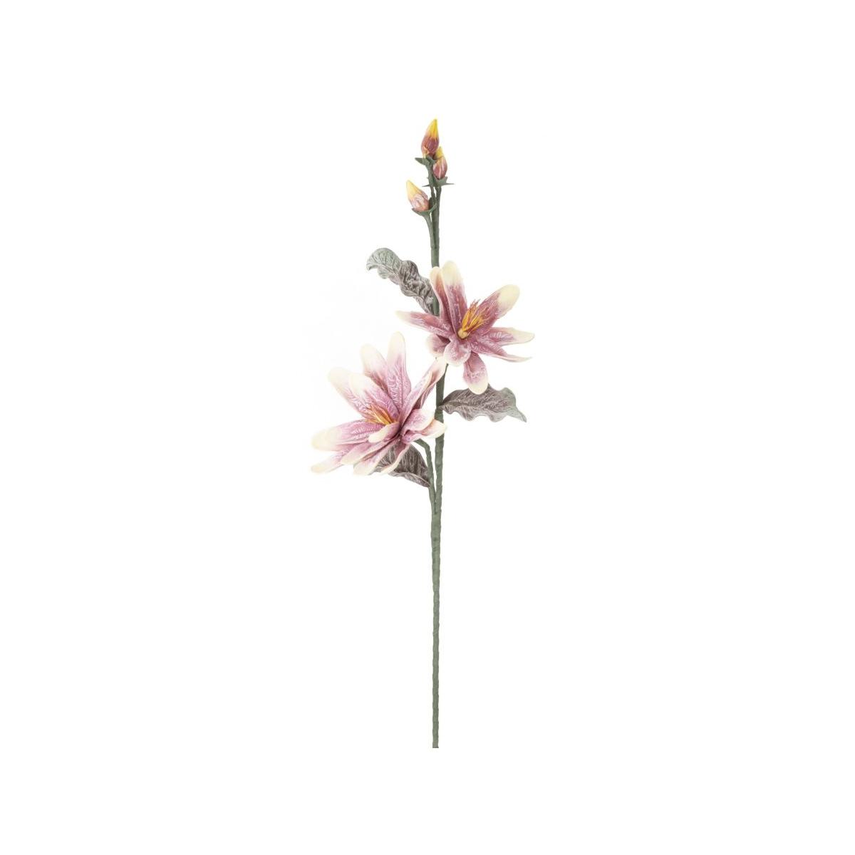 Magnolia x2 purple cm Ø 25x98 min 12