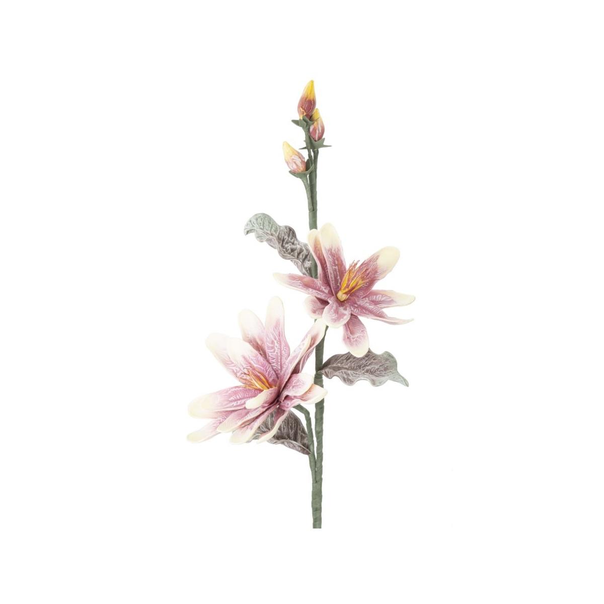 Magnolia x2 purple cm Ø 25x98 min 12