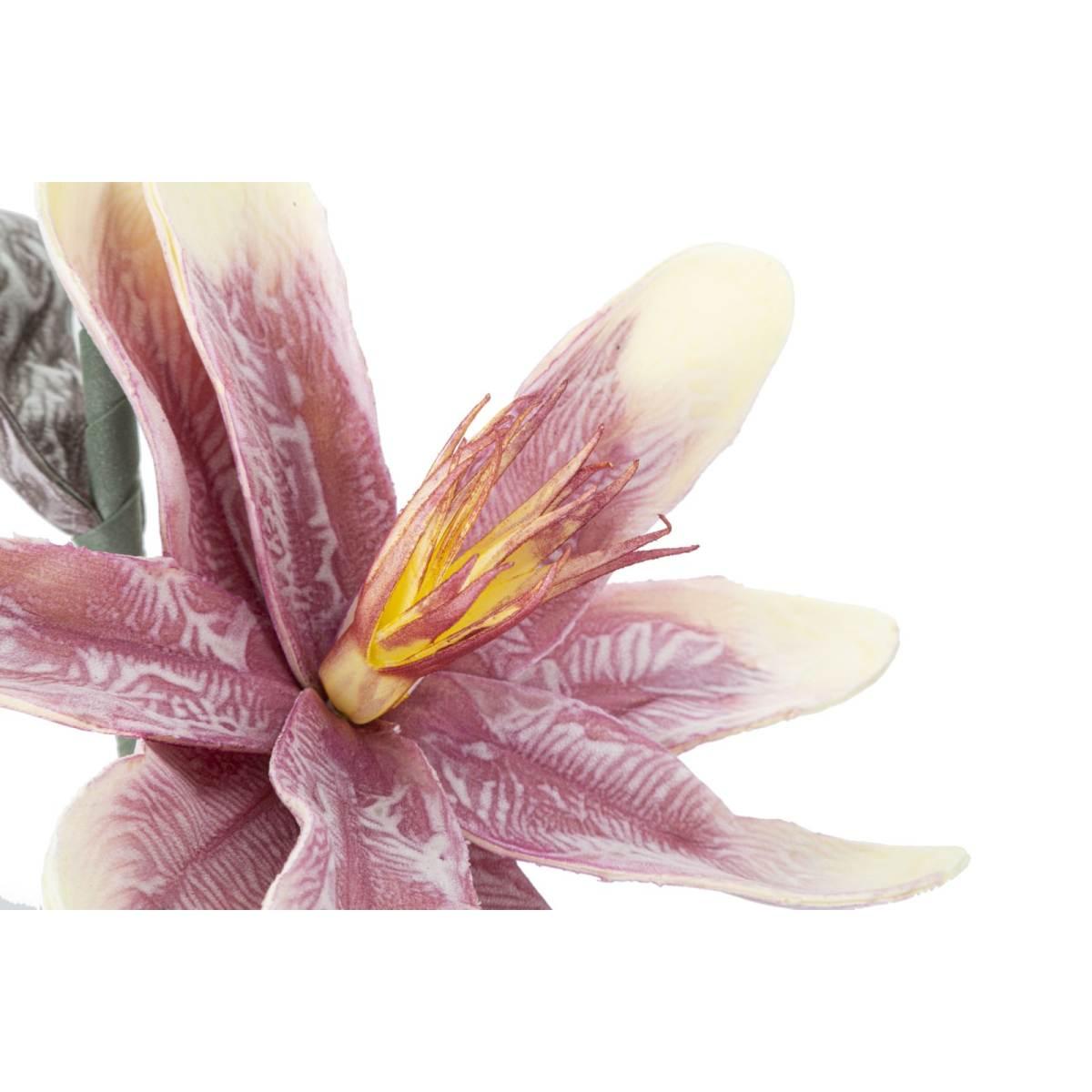 Magnolia x2 purple cm Ø 25x98 min 12
