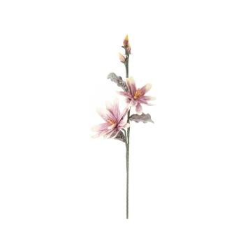 Magnolia x2 purple cm Ø 25x98 min 12