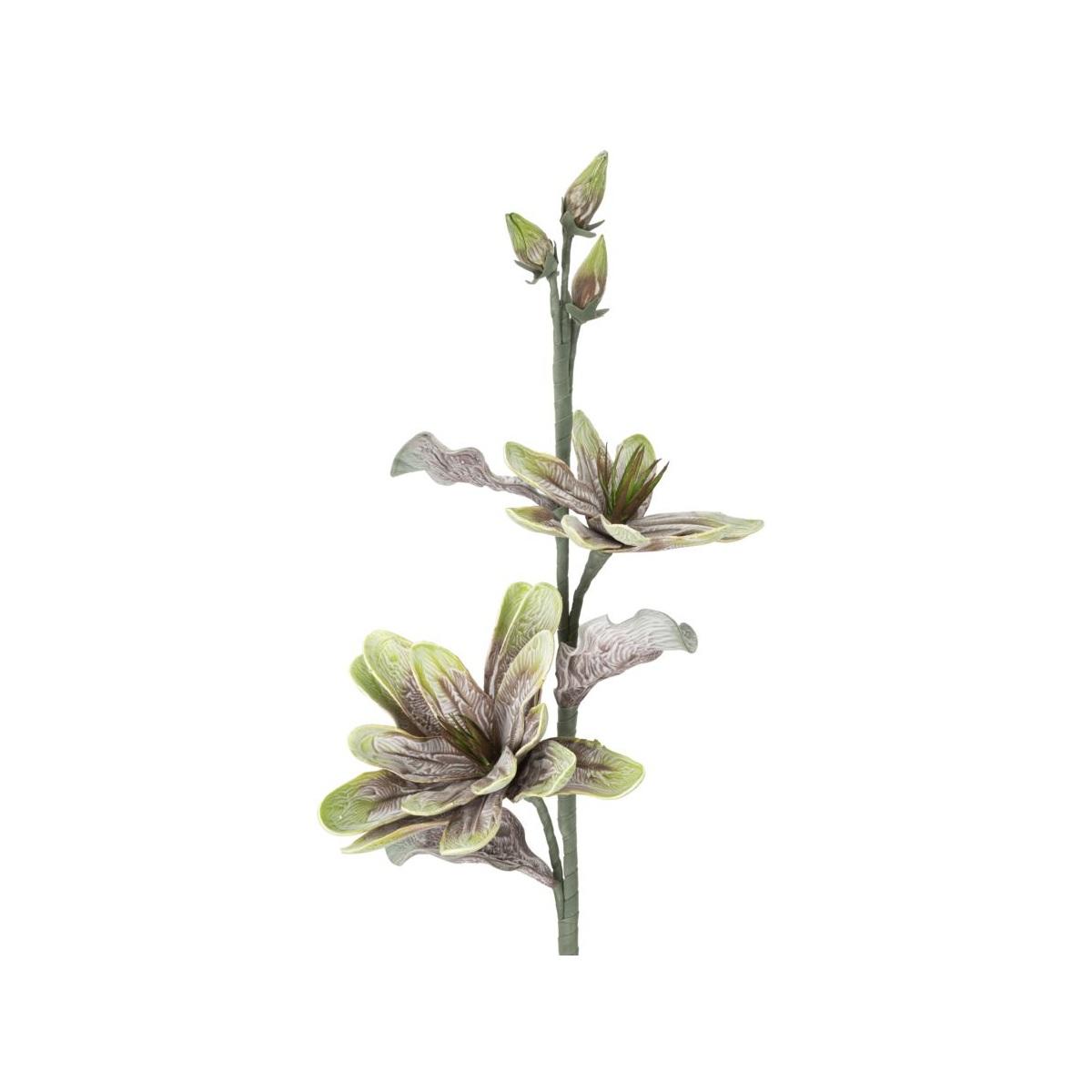 Magnolia x2 verde cm Ø 25x98 min 12