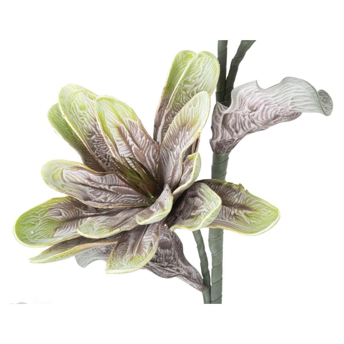 Magnolia x2 verde cm Ø 25x98 min 12