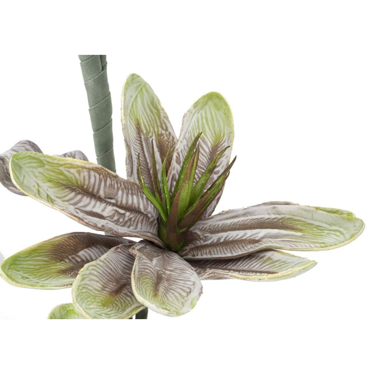 Magnolia x2 verde cm Ø 25x98 min 12