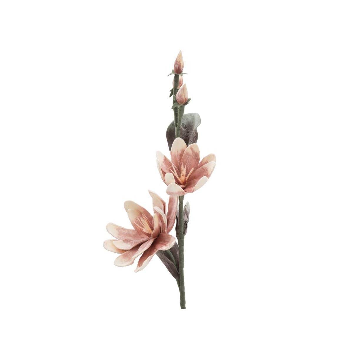 Magnolia x2 arancione cm Ø 25x98 min 12