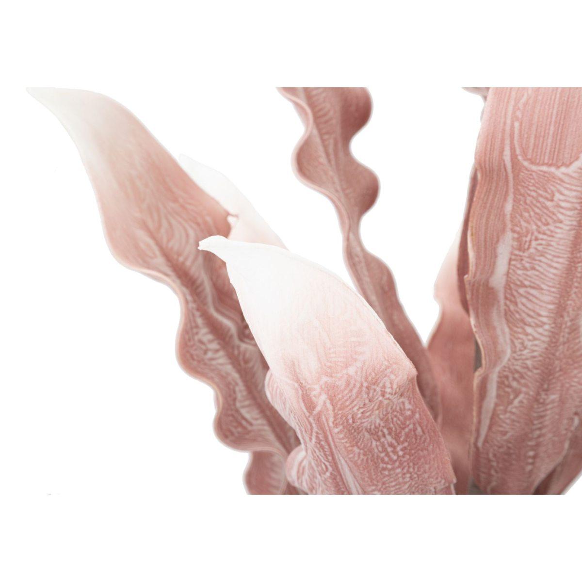 Aloe rosa cm Ø 30x98 min 10
