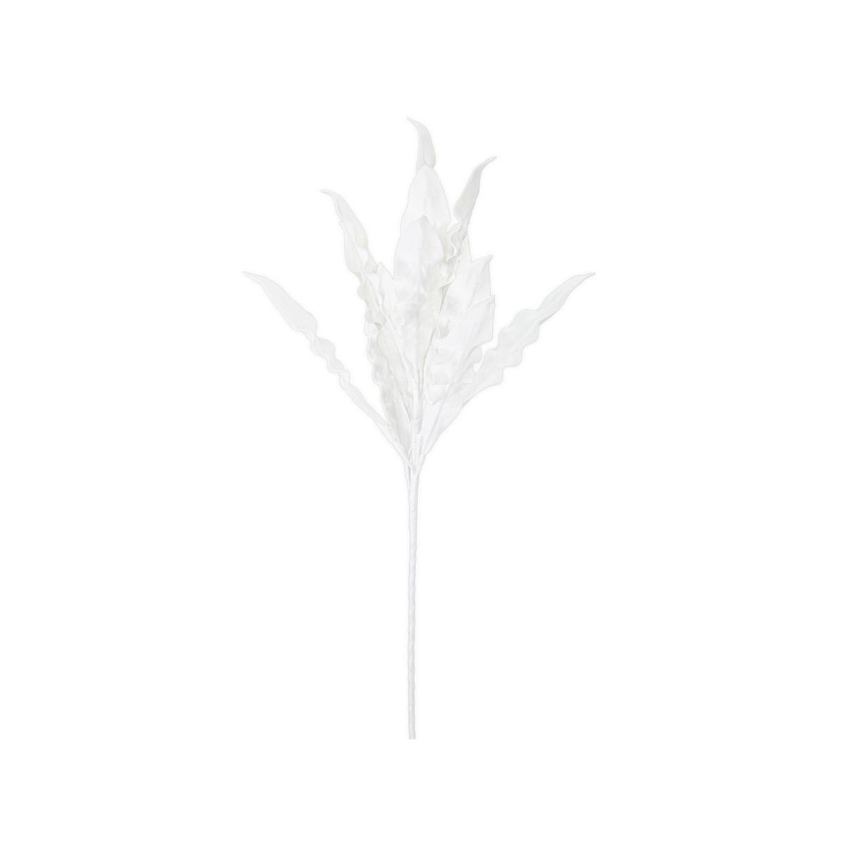 Aloe bianco cm Ø 30x98 min 10