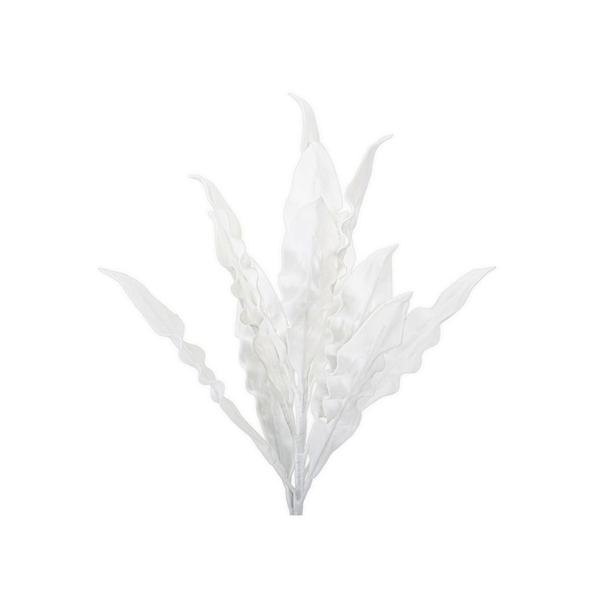 Aloe bianco cm Ø 30x98 min 10