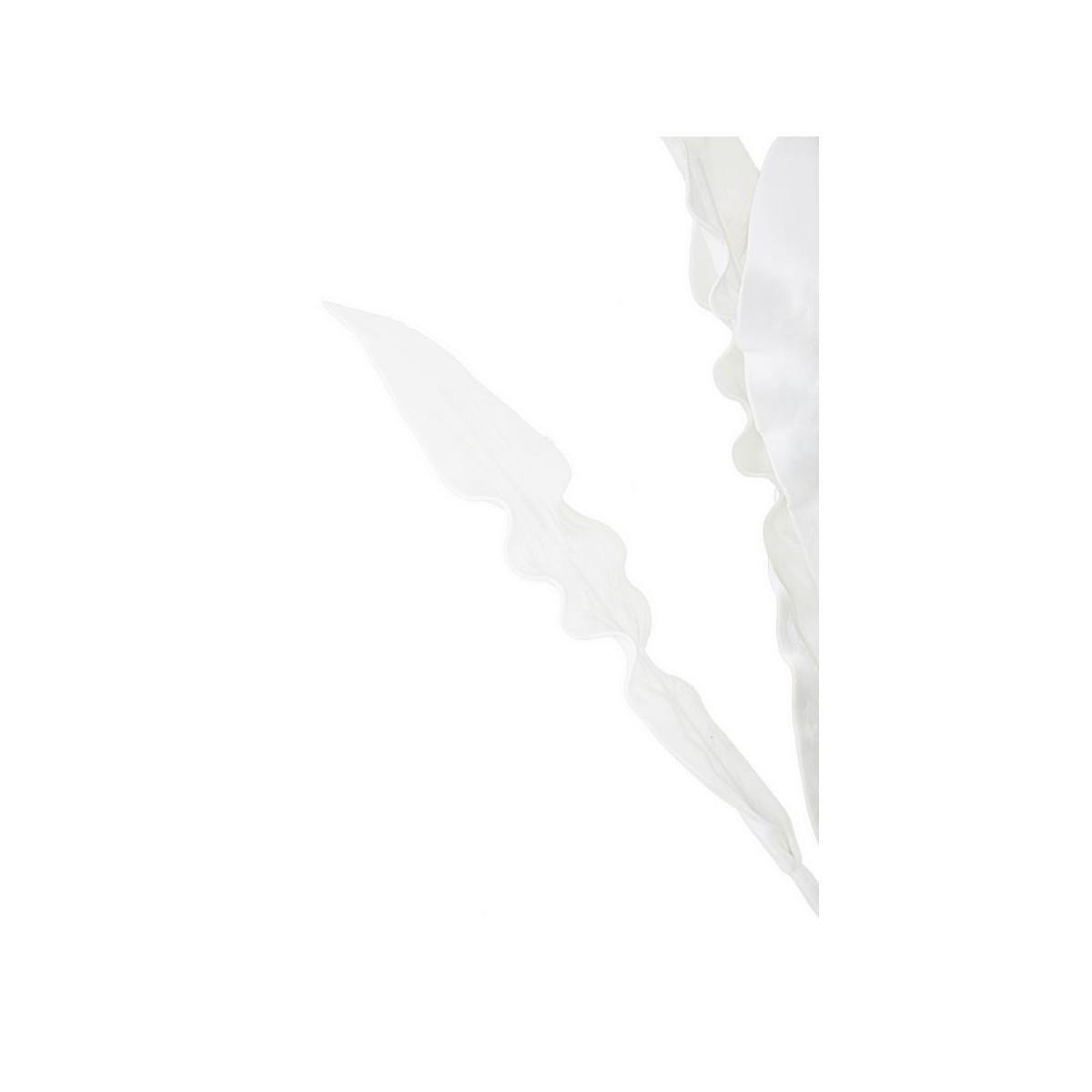 Aloe bianco cm Ø 30x98 min 10
