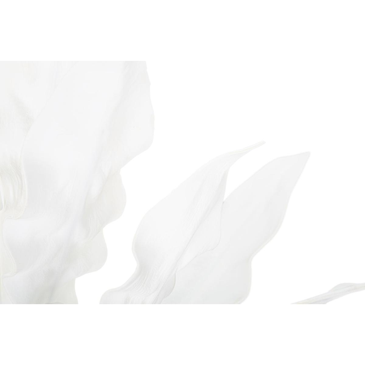 Aloe bianco cm Ø 30x98 min 10