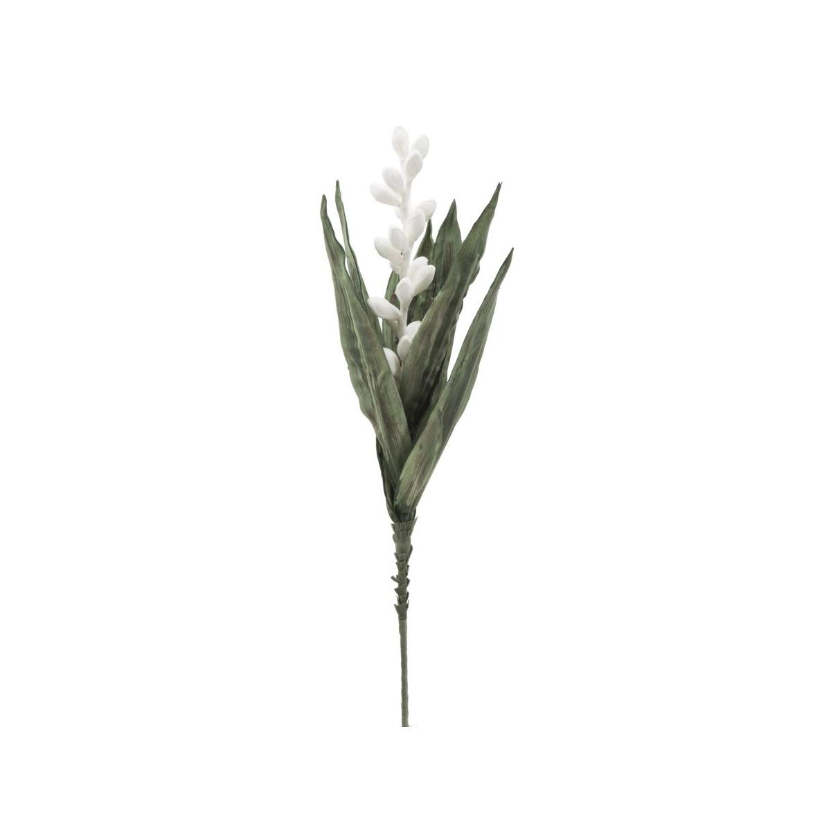 Aloe flower bianco cm Ø 23x93 min 10