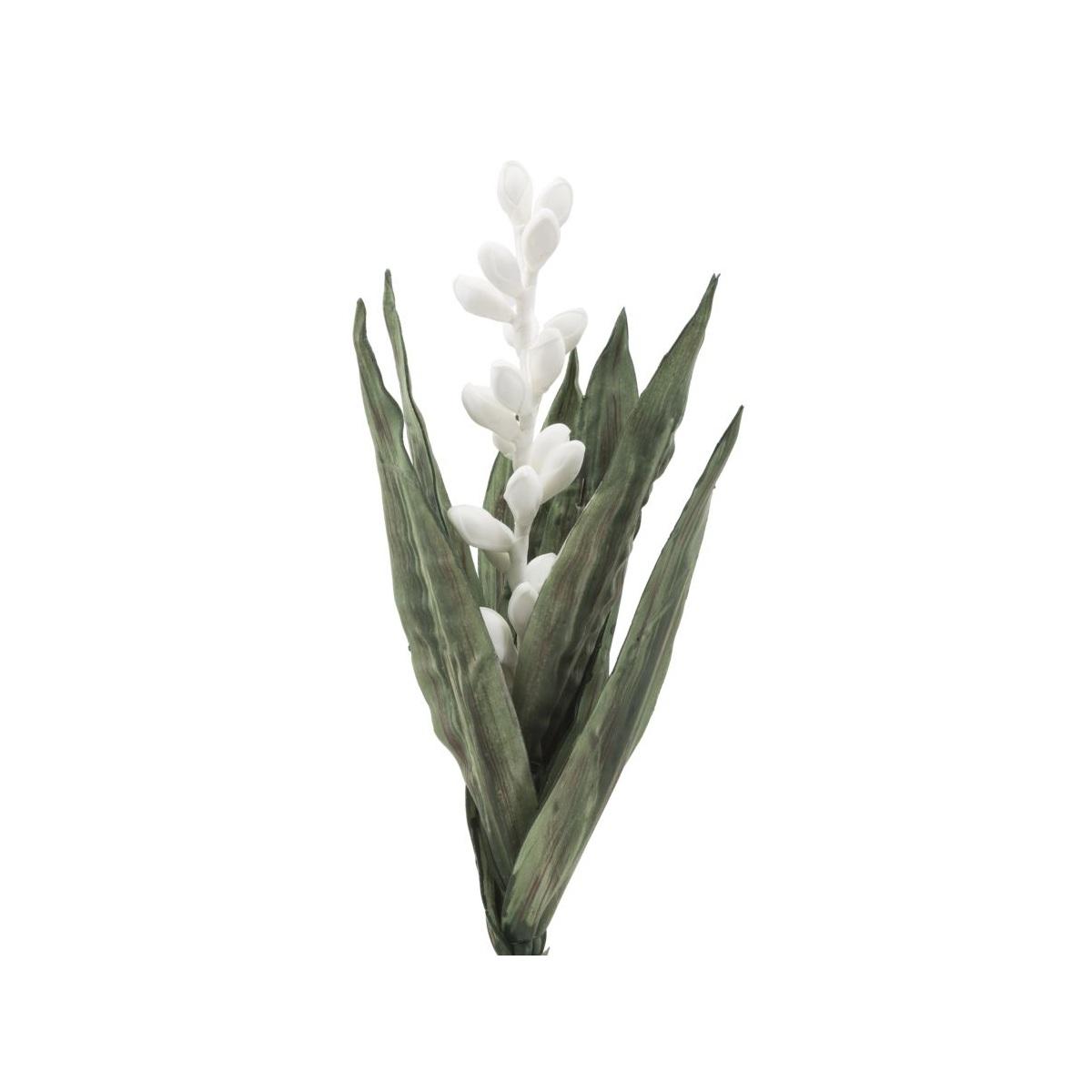Aloe flower bianco cm Ø 23x93 min 10