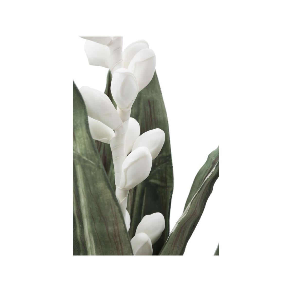 Aloe flower bianco cm Ø 23x93 min 10