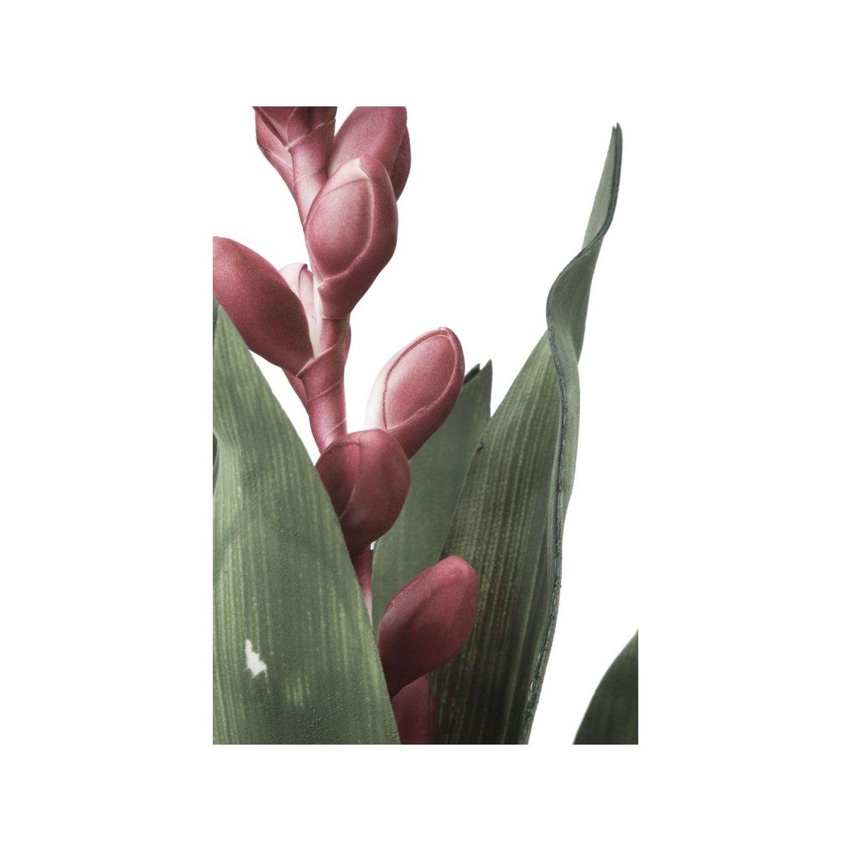 Aloe flower rosa cm Ø 23x93 min 10