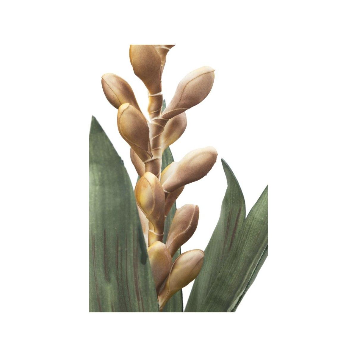 Aloe flower giallo cm Ø 23x93 min 10