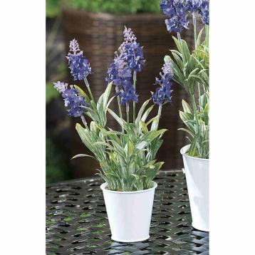 Vaso con lavanda d7,5xh28,5