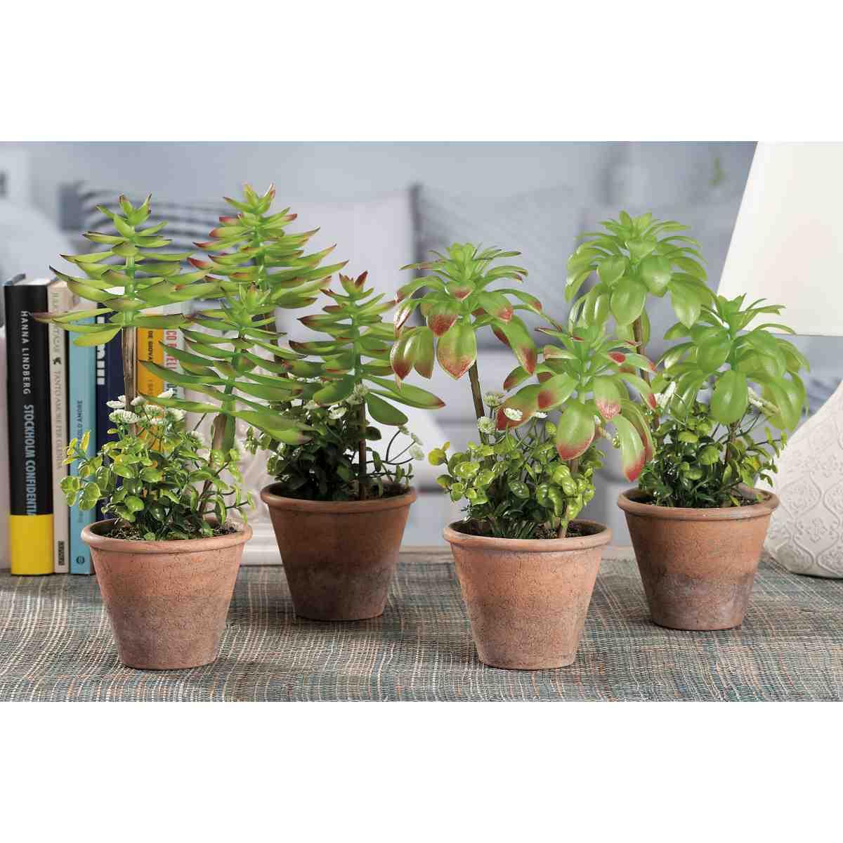 Vaso piantine grasse diametro 19 x h21 4 modelli